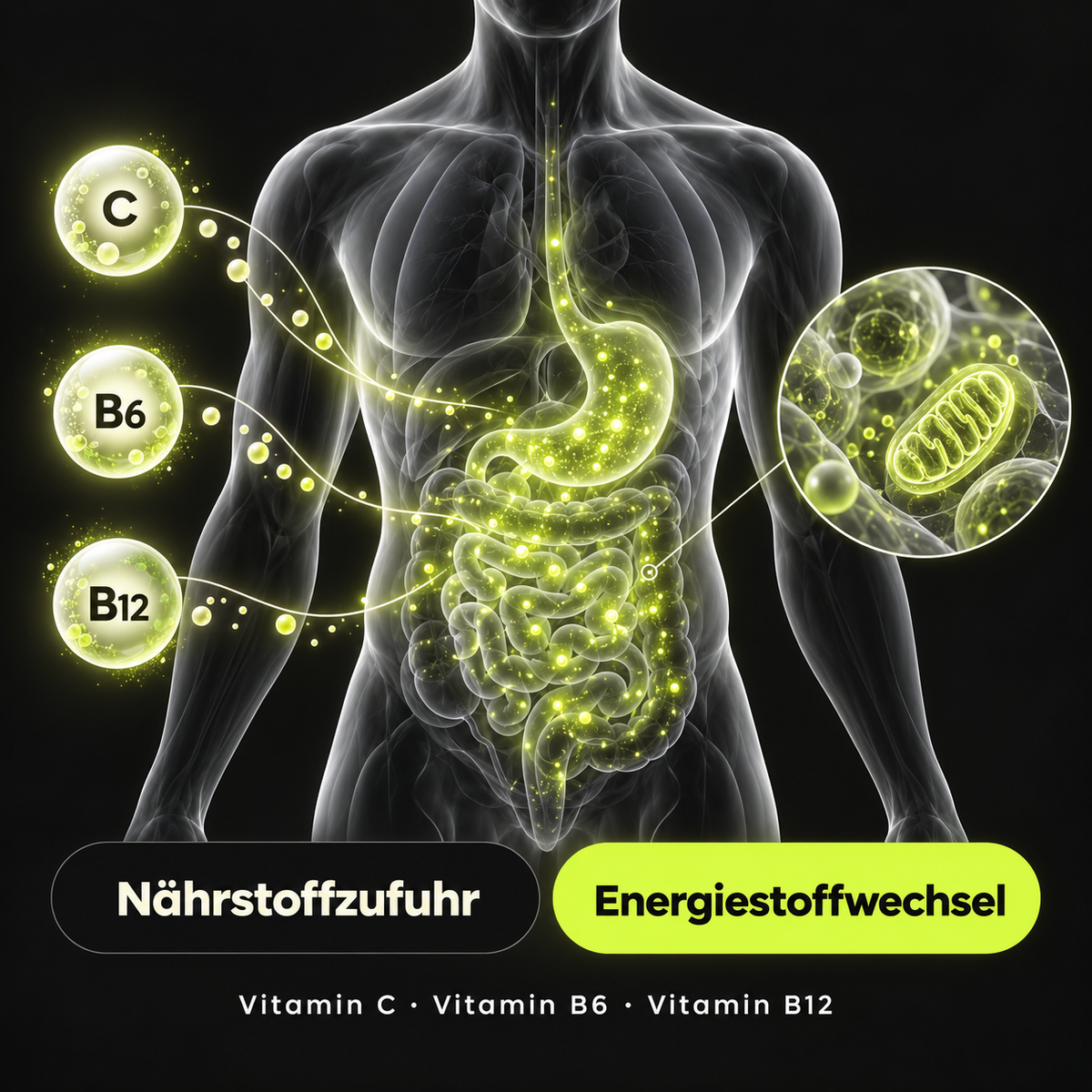 Multivitamin-Komplex – SENDER ENERGY
